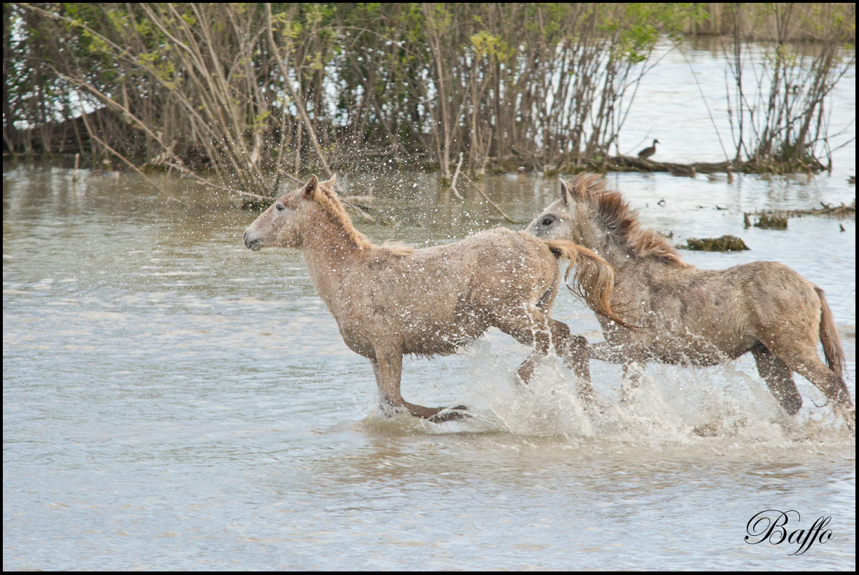 Puledri Camargue al gioco